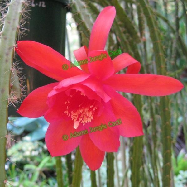 Aporophyllum Naja A5