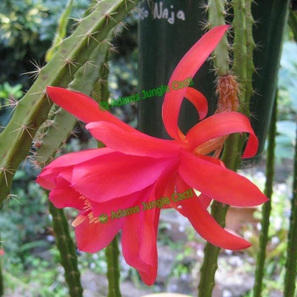 Aporophyllum Naja A5