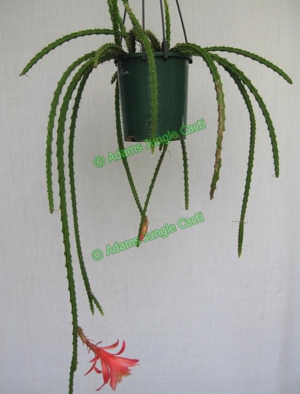 Aporophyllum Sussex Pink - 451