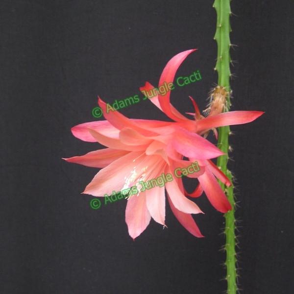 Aporophyllum Sussex Pink - 451