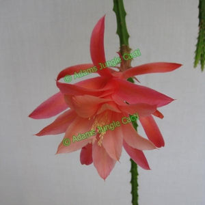 Aporophyllum Sussex Pink - 451