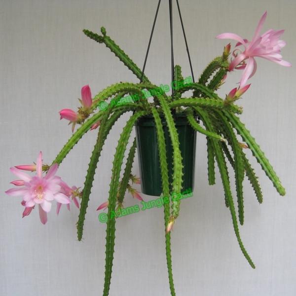 Aporophyllum Flower Girl A1