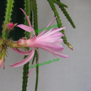 Aporophyllum Flower Girl NEW