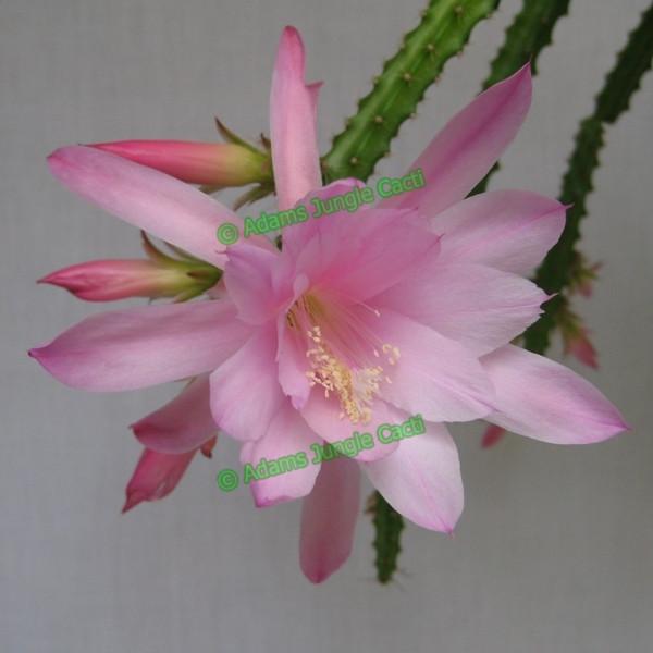 Aporophyllum Flower Girl A1