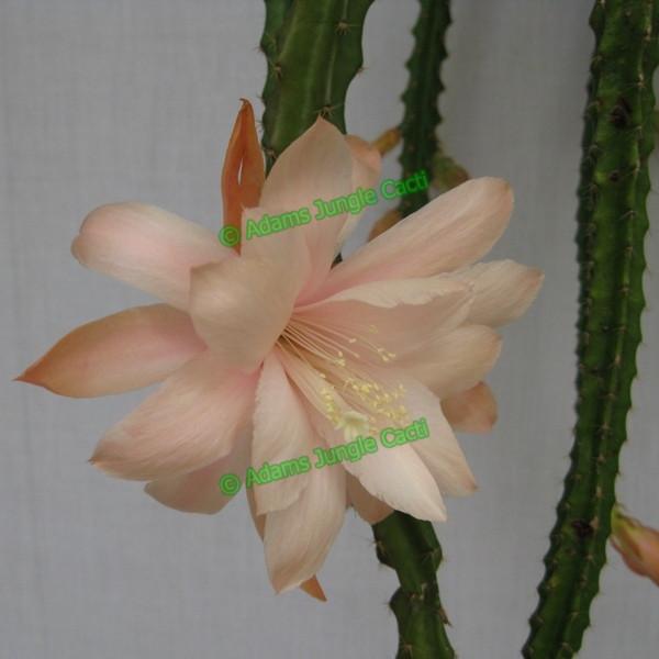 Aporophyllum Hawaiian Sunset A6