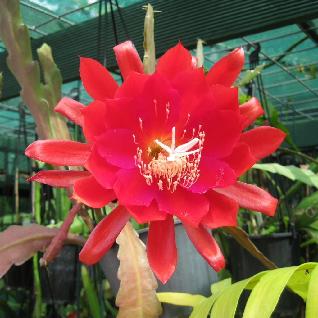 Epi. Hybrid ex Jim - EH33