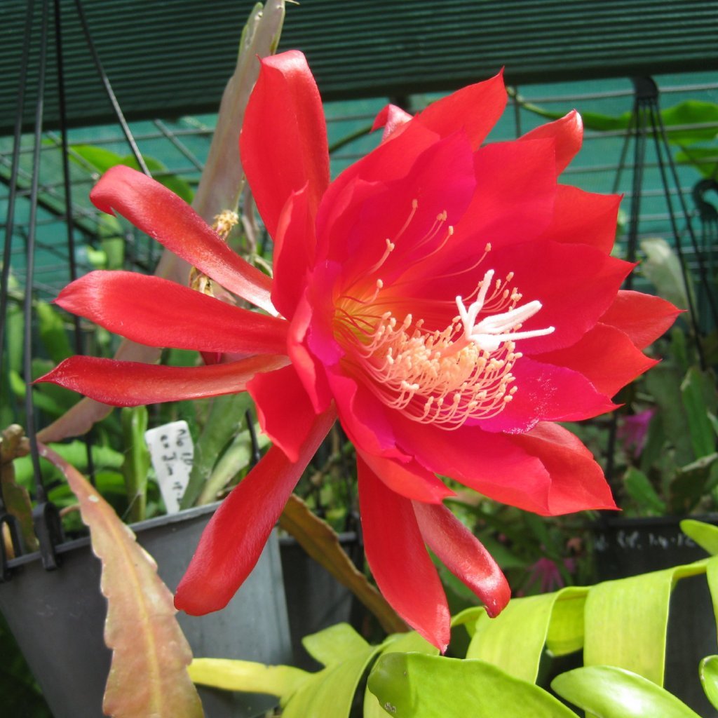 Epi. Hybrid ex Jim - EH33