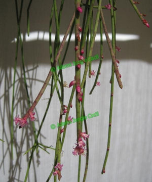 Rhipsalis hoelleri - R20