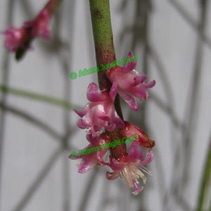 Rhipsalis hoelleri - R20