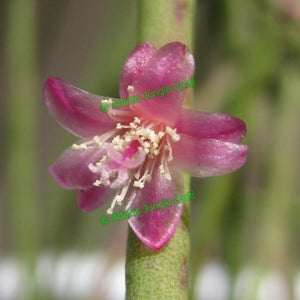 Rhipsalis Hoelleri - R20