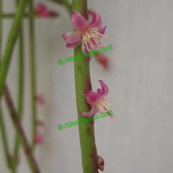 Rhipsalis hoelleri - R20