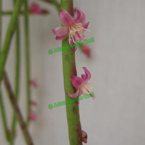 Rhipsalis hoelleri - R20