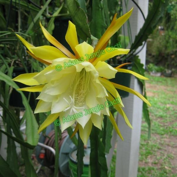 Epi. Hybrid Kiwi Pineapple Crush EH80 - Air Plant Decor