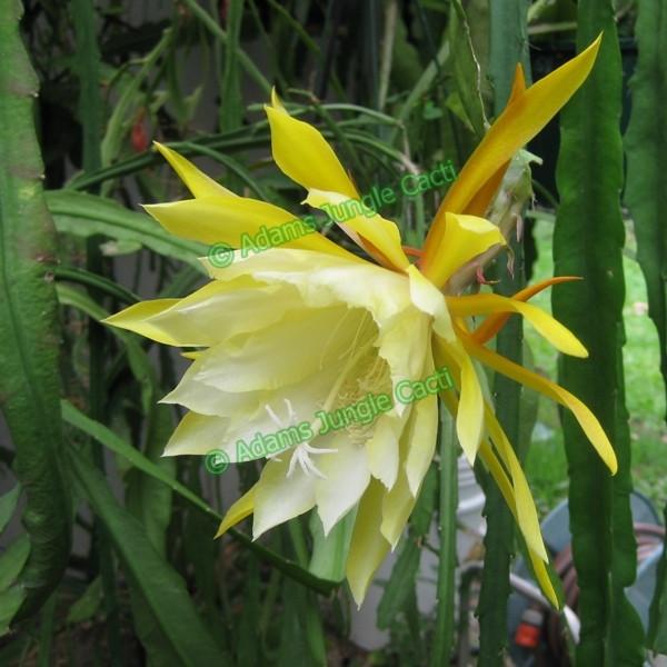 Epi. Hybrid Kiwi Pineapple Crush EH80