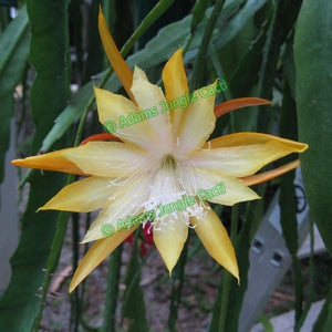 Epi. Hybrid Fred Boutin - EH28 NEW