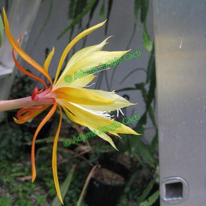 Epi. Hybrid Fred Boutin - EH28 NEW