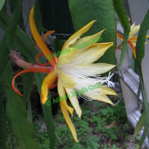 Epi. Hybrid Fred Boutin - EH28 NEW