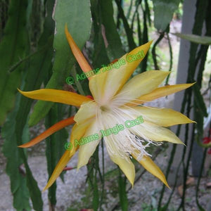 Epi. Hybrid Fred Boutin - EH28 NEW