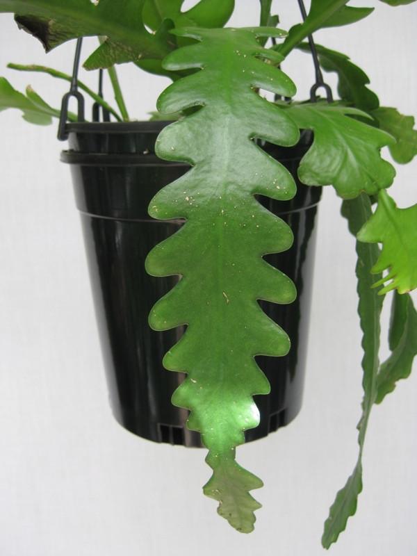 Epiphyllum anguliger ‘Zigzag’ - EP6