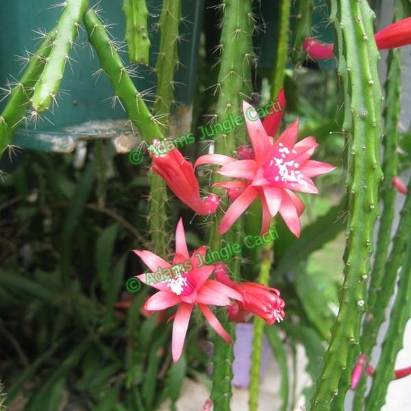 Aporophyllum Chiapora - 517 A15