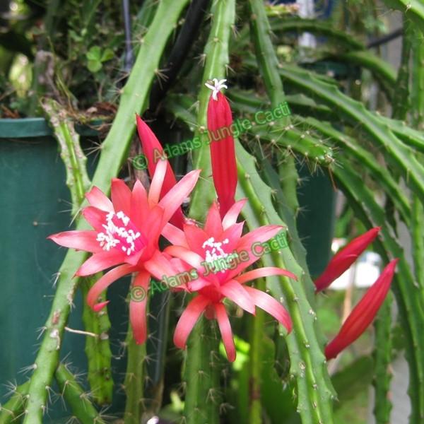 Aporophyllum Chiapora - 517 A15