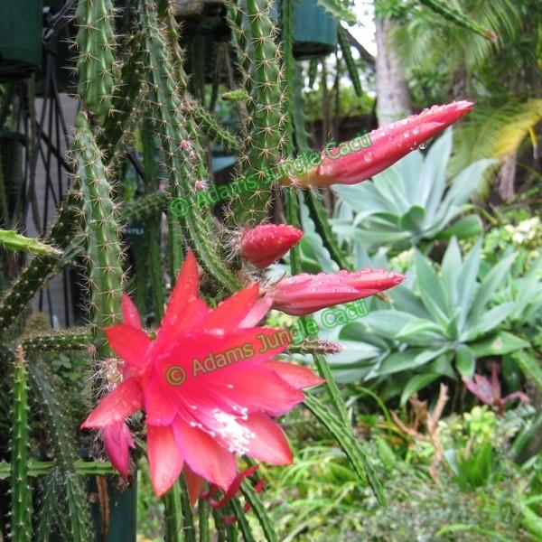 Aporophyllum Edna Bellamy - 521 A11