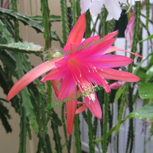 Aporophyllum Caroline - 523 A1