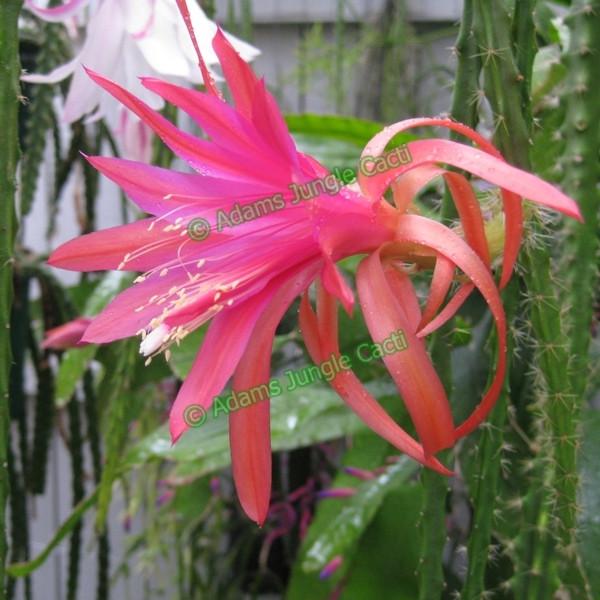 Aporophyllum Caroline - 523 A1