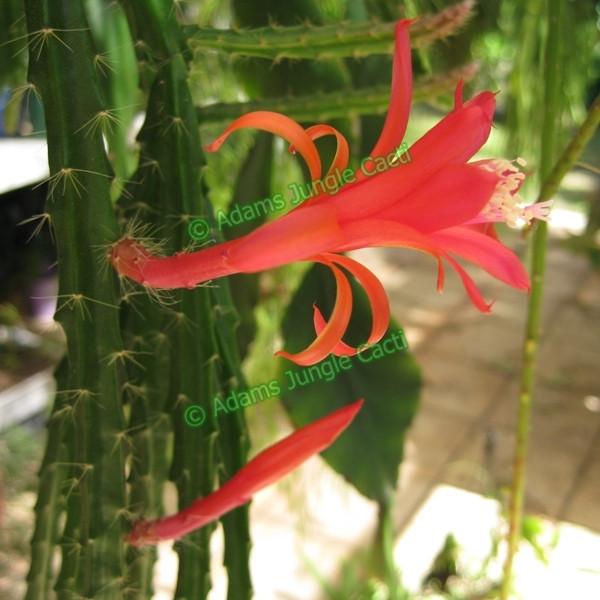 Aporophyllum Melanie - 527 A14