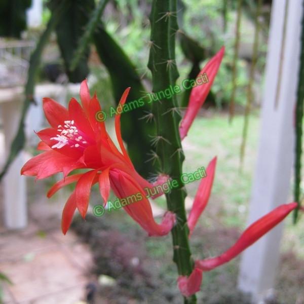 Aporophyllum Melanie - 527 A14