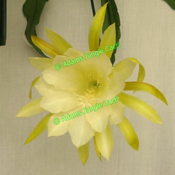 Epi. Hybrid Kiwi Gold & Ice EH58