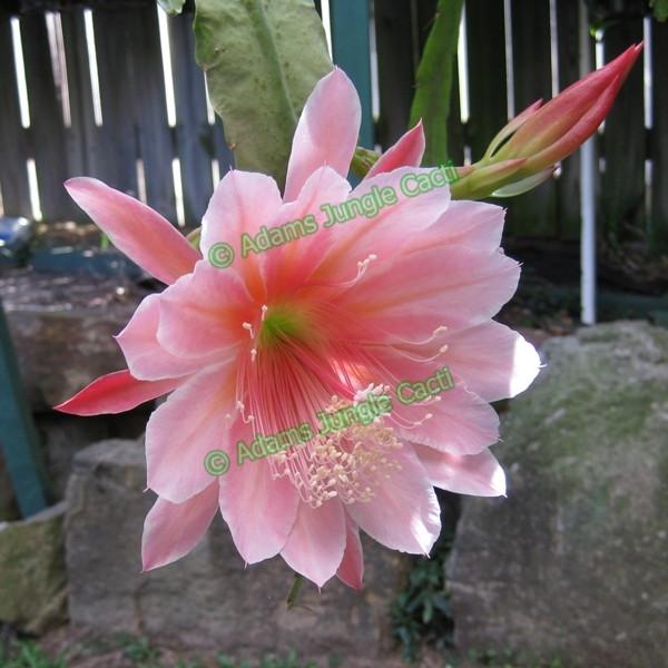 Epi. Hybrid Sakurahime EH60