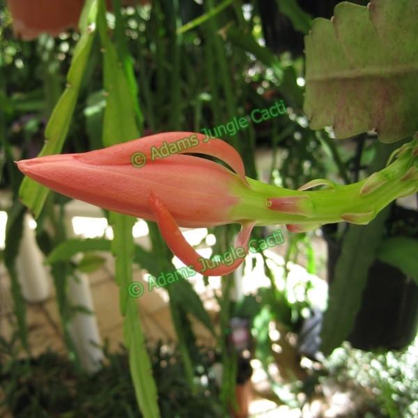 Epi. Hybrid Sakurahime EH60