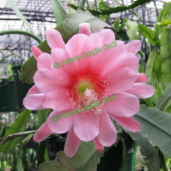 Epi. Hybrid Agatha EH97