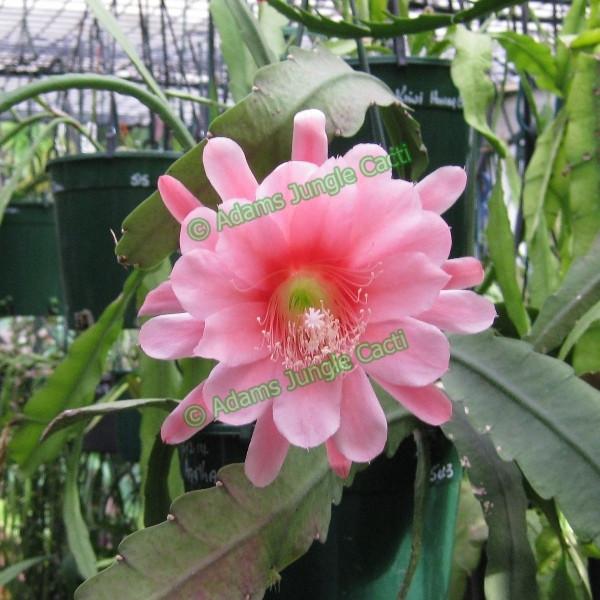 Epi. Hybrid Agatha EH97