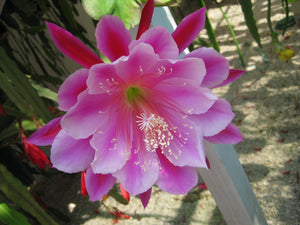 Epi. Hybrid Daisy Dean EH83