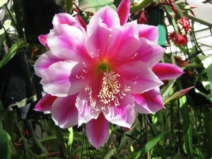 Epi. Hybrid Daisy Dean EH83