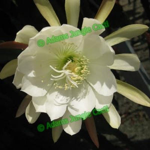 Epiphyllum crenatum - EP13