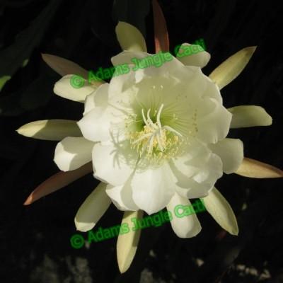 Epiphyllum crenatum - EP13
