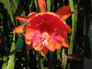 Epi. Hybrid Bold Venture NEW