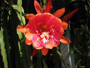 Epi. Hybrid Bold Venture NEW