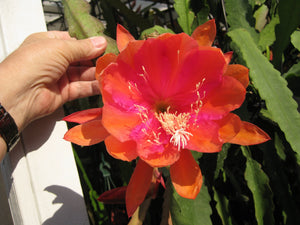 Epi. Hybrid Bold Venture NEW