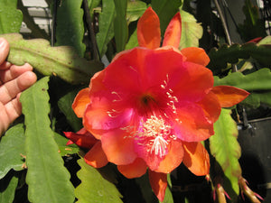 Epi. Hybrid Bold Venture NEW