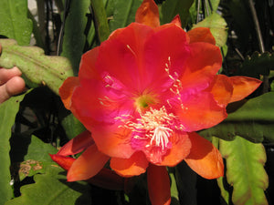 Epi. Hybrid Bold Venture NEW