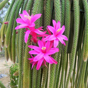 Aporophyllum Flagelliformis ‘Pink’