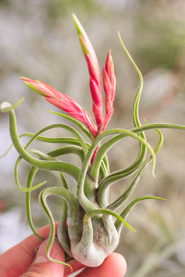 medusa air plant Tillandsia - caput-medusae