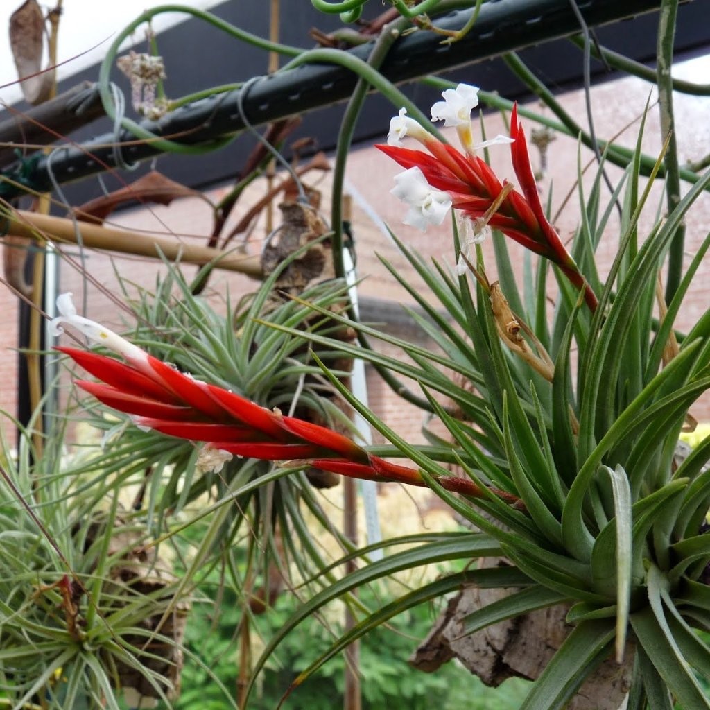 Tillandsia - caulescens