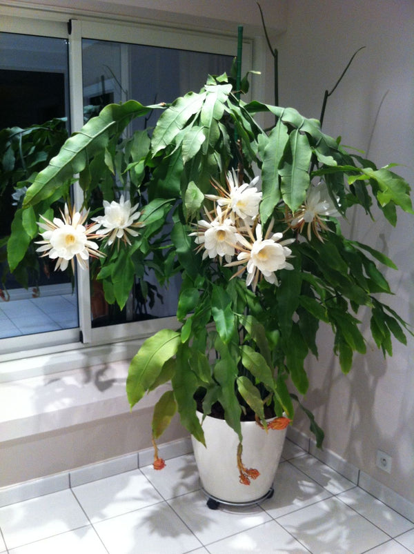 Epiphyllum Oxypetalum () Epiphyllum Oxypetalum