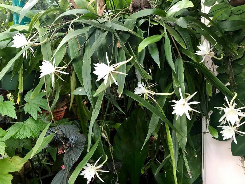 Epiphyllum pumilum - EP11