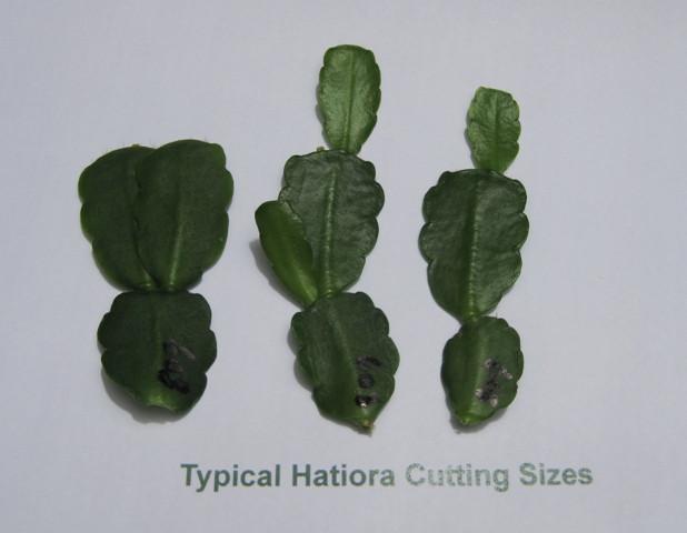 Hatiora Ottawa Spirit